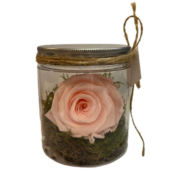Rosa Stabilizzata in Barattolo Frida's consegna a domicilio con Cosaporto